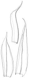 Triquetrella papillata, perichaetial leaves. Drawn from J.E. Beever 10-96, AK 332724.
 Image: R.D. Seppelt © R.D.Seppelt All rights reserved